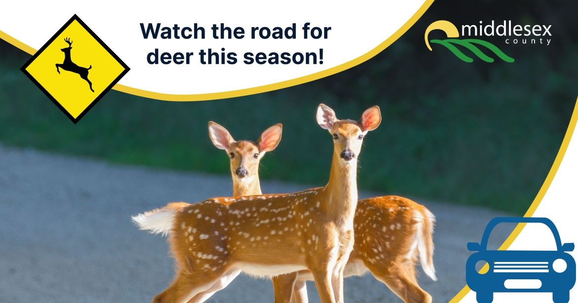 Deer me! Driving safely during rut season... Middlesex County